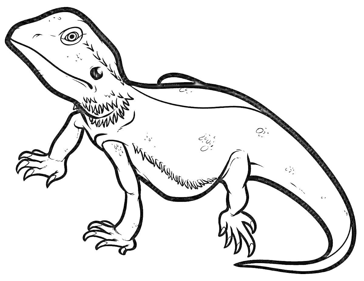 Раскраска Ящерица с мелкими деталями тела (голова, глаза, ноздри, лапы с когтями, хвост) для раскрашивания детьми