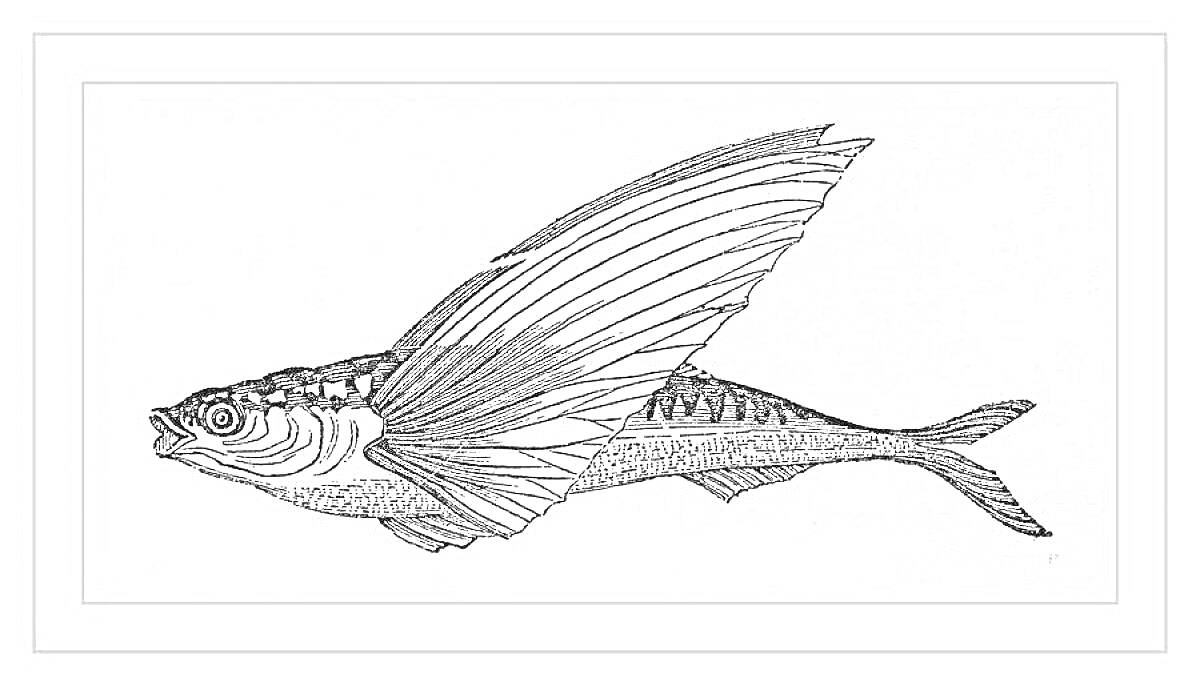 Раскраска Летучая рыба с расправленными крыльями в рамке