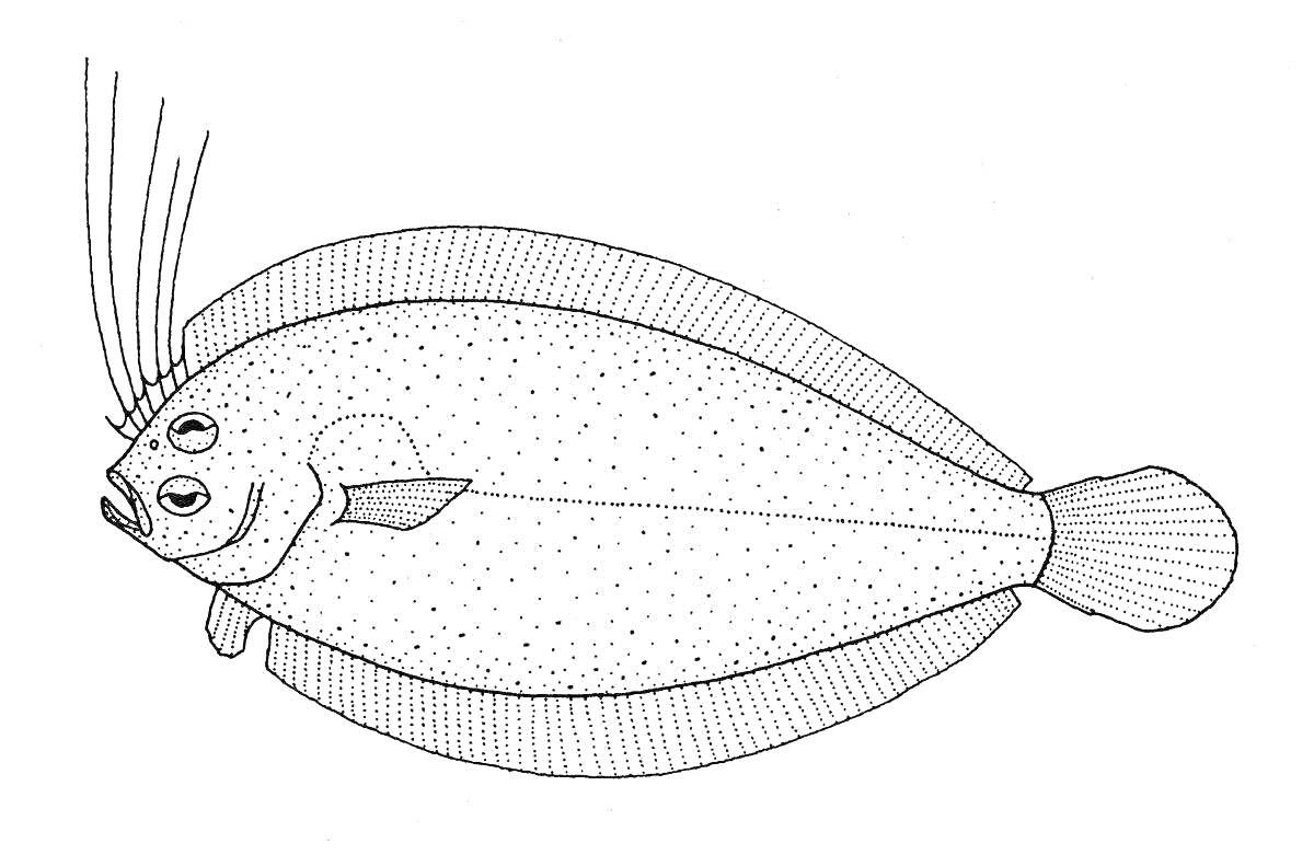 Раскраска камбала с двумя боковыми плавниками и усиками