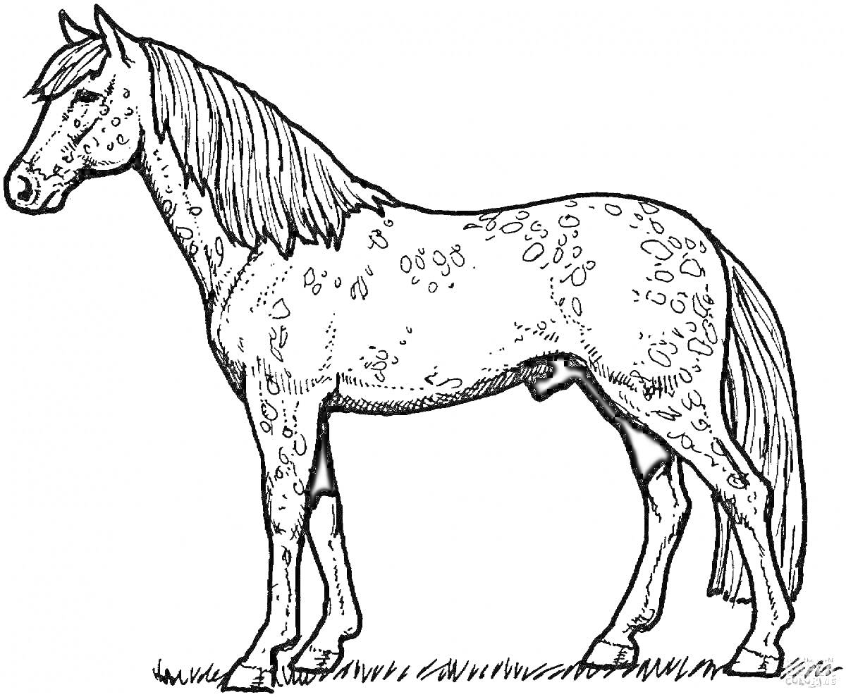 На раскраске изображено: Лошадь, Трава, Копыта, Грива, Пятна, Хвост, Уши, Животные