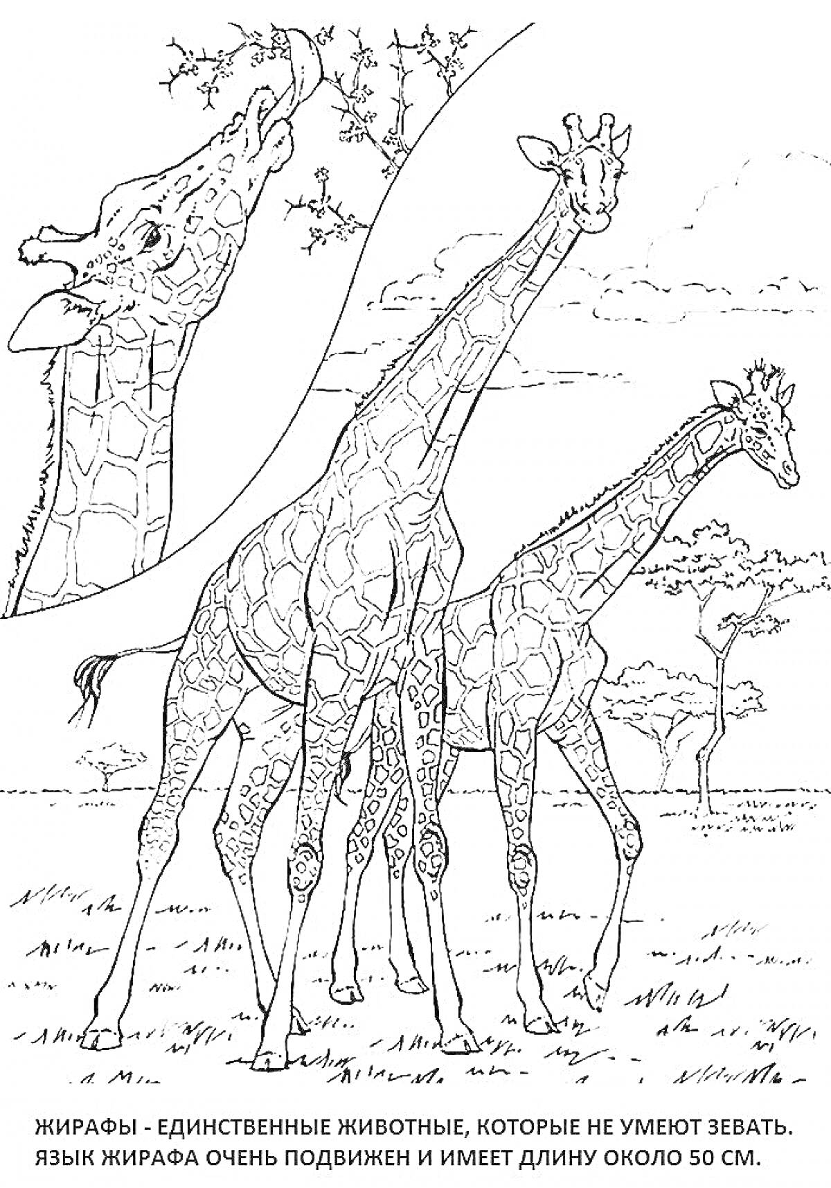 На раскраске изображено: Жирафы, Саванна, Листья, Природа, Африка, Животные, Длинная шея