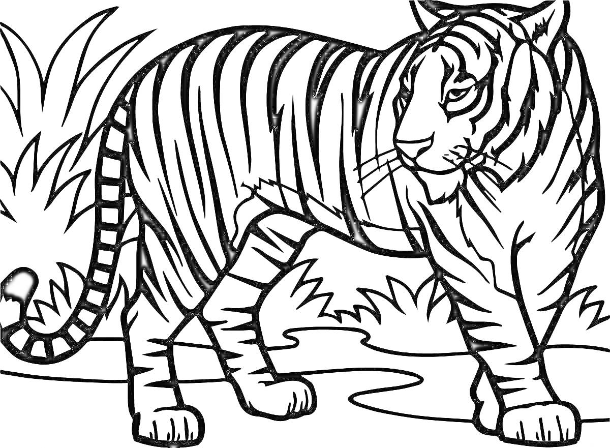 На раскраске изображено: Тигр, Джунгли, Трава, Кусты, Звери, Природа, Для детей, Животные