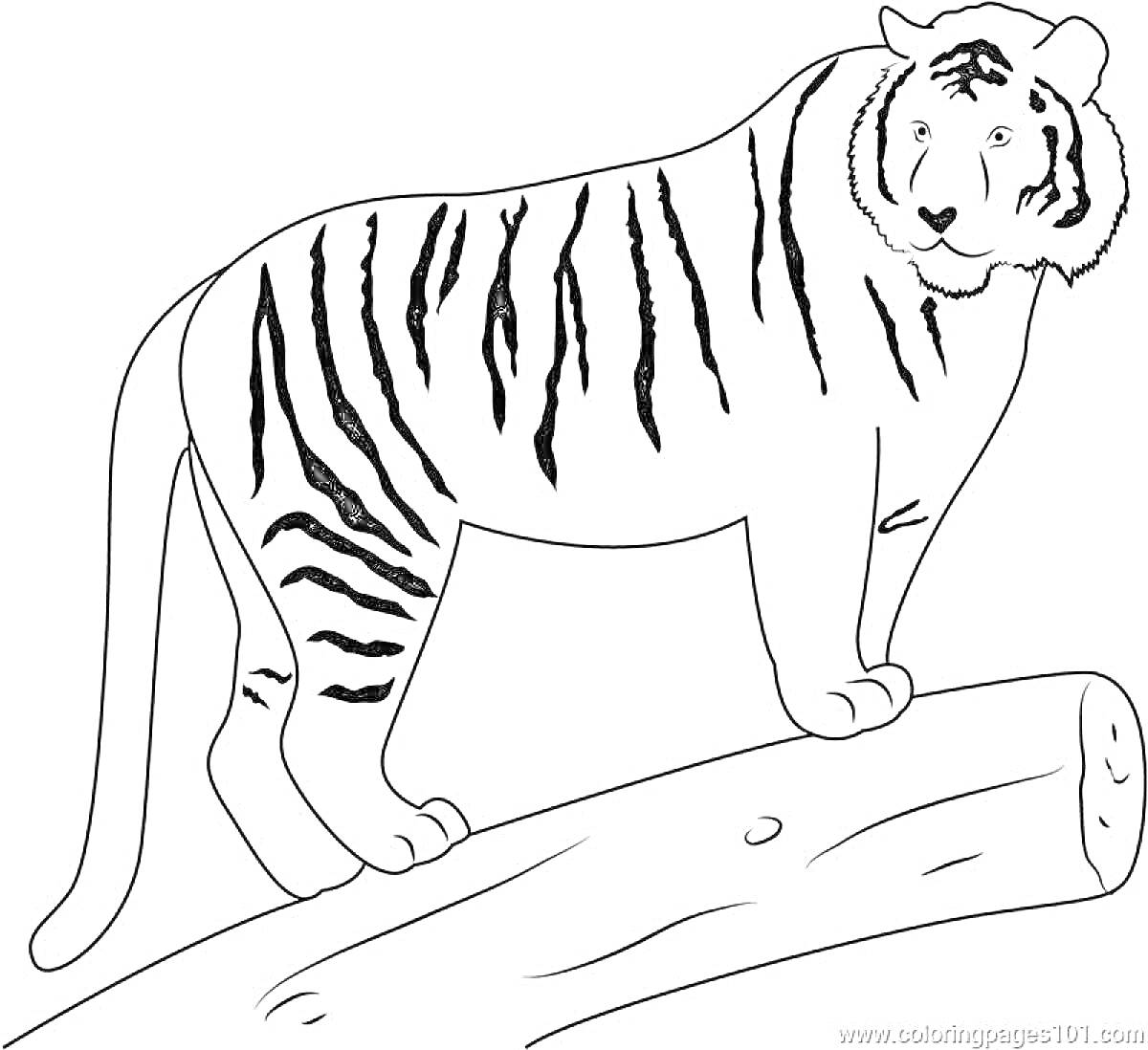 Раскраска Амурский тигр на бревне