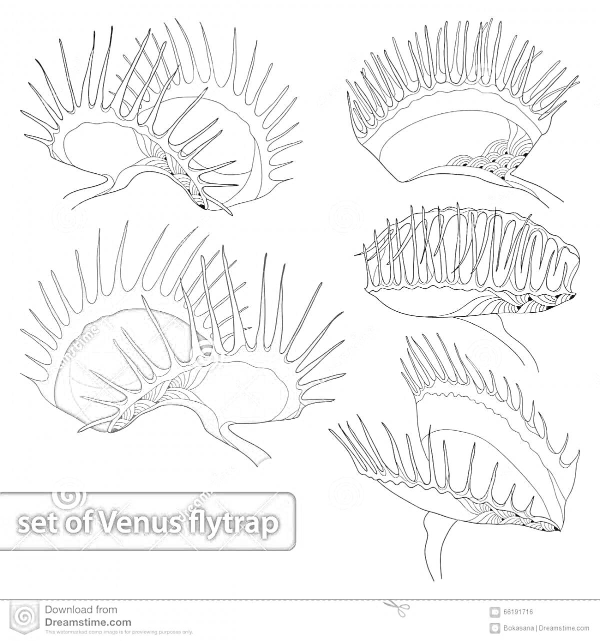 Набор изображений Венериной мухоловки, пять рисунков с различными видами растения, включая один раскрашенный