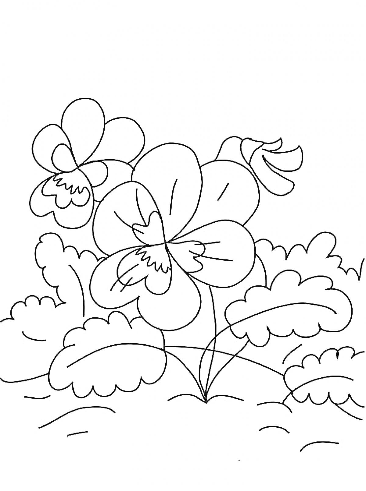 Раскраска Фиалка с двумя цветками и несколькими листьями в саду