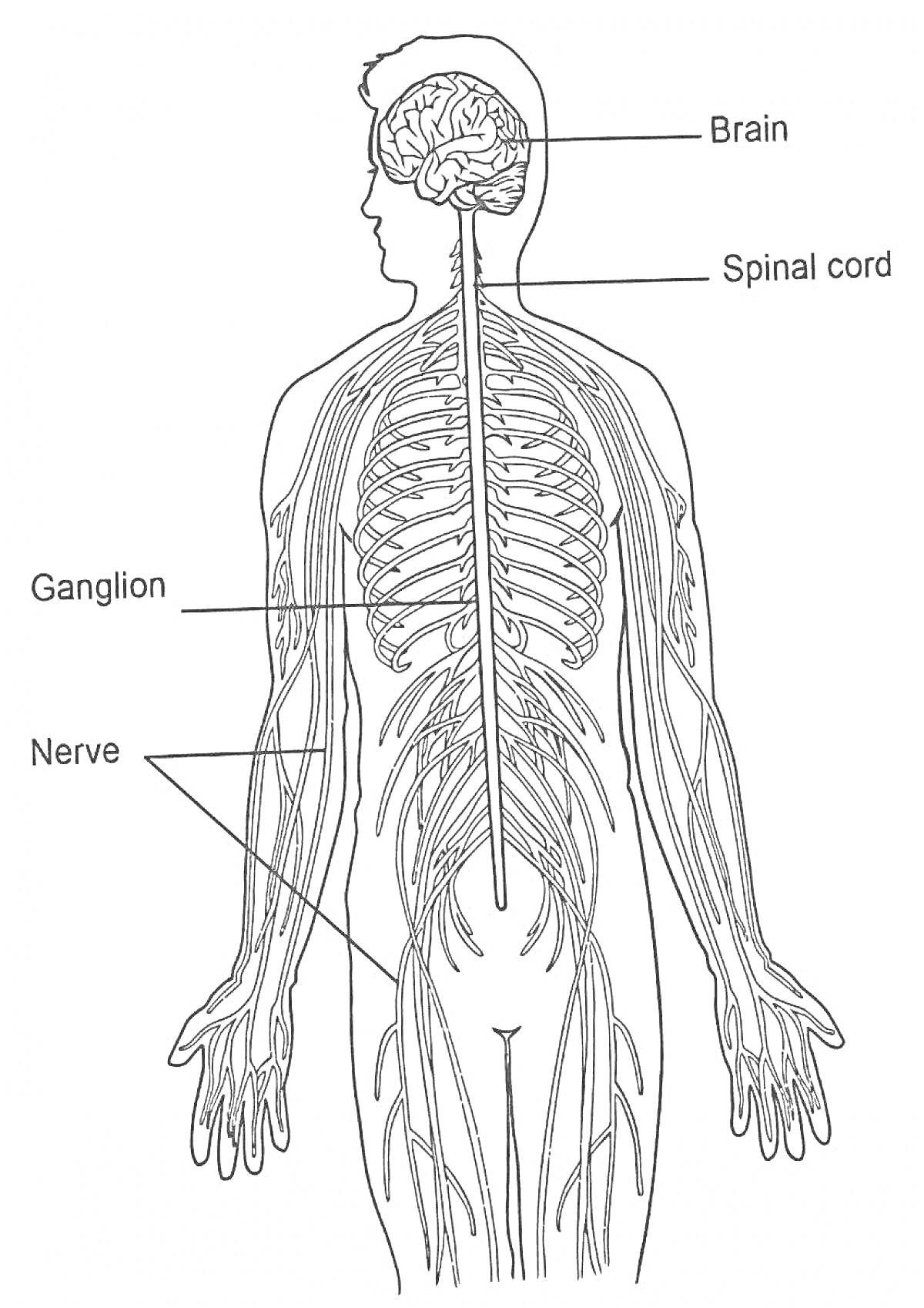 Строение человека: головной мозг, спинной мозг, ганглии, нервы