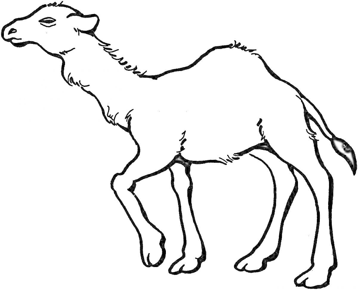 Раскраска Верблюд с одним горбом