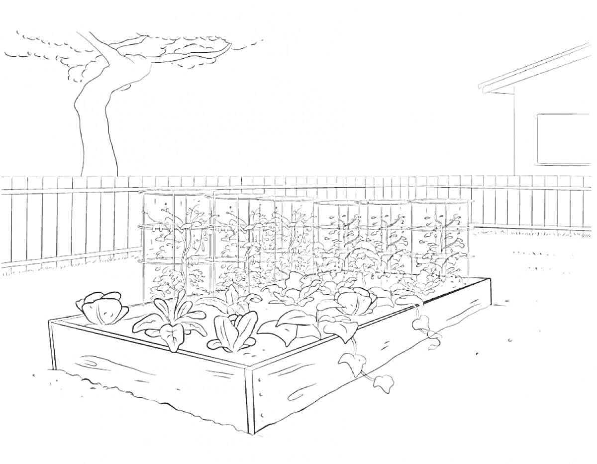 Раскраска Грядка с капустой в саду у ограды