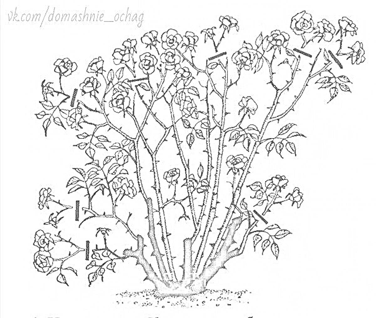 На раскраске изображено: Цветы, Листья, Природа, Ботаника, Садоводство