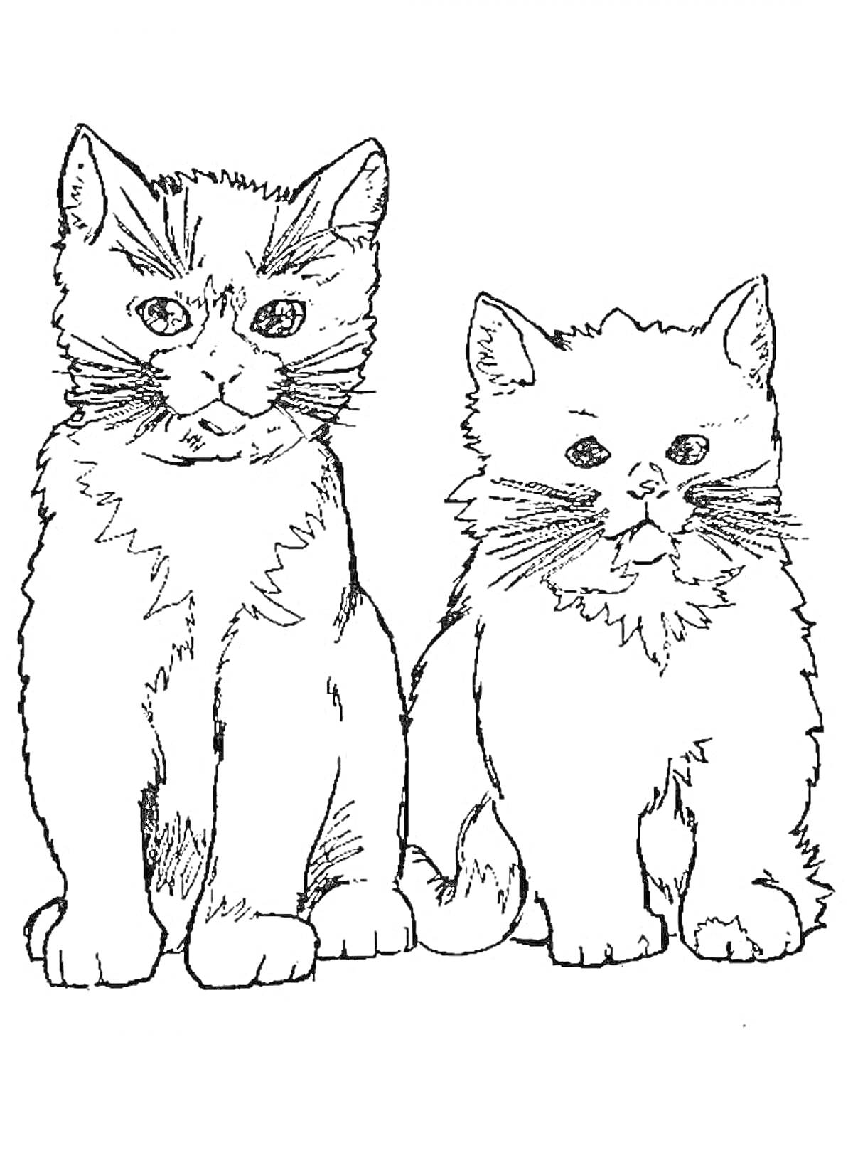 Раскраска Два сидящих котенка