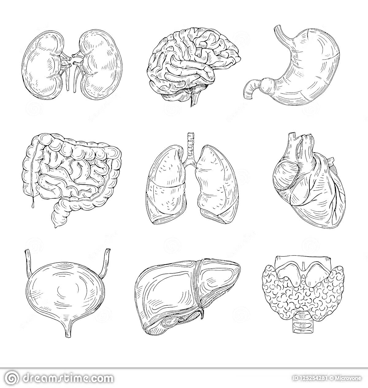 Раскраска Раскраска органов человека: почки, мозг, желудок, толстый кишечник, легкие, сердце, мочевой пузырь, печень, простата