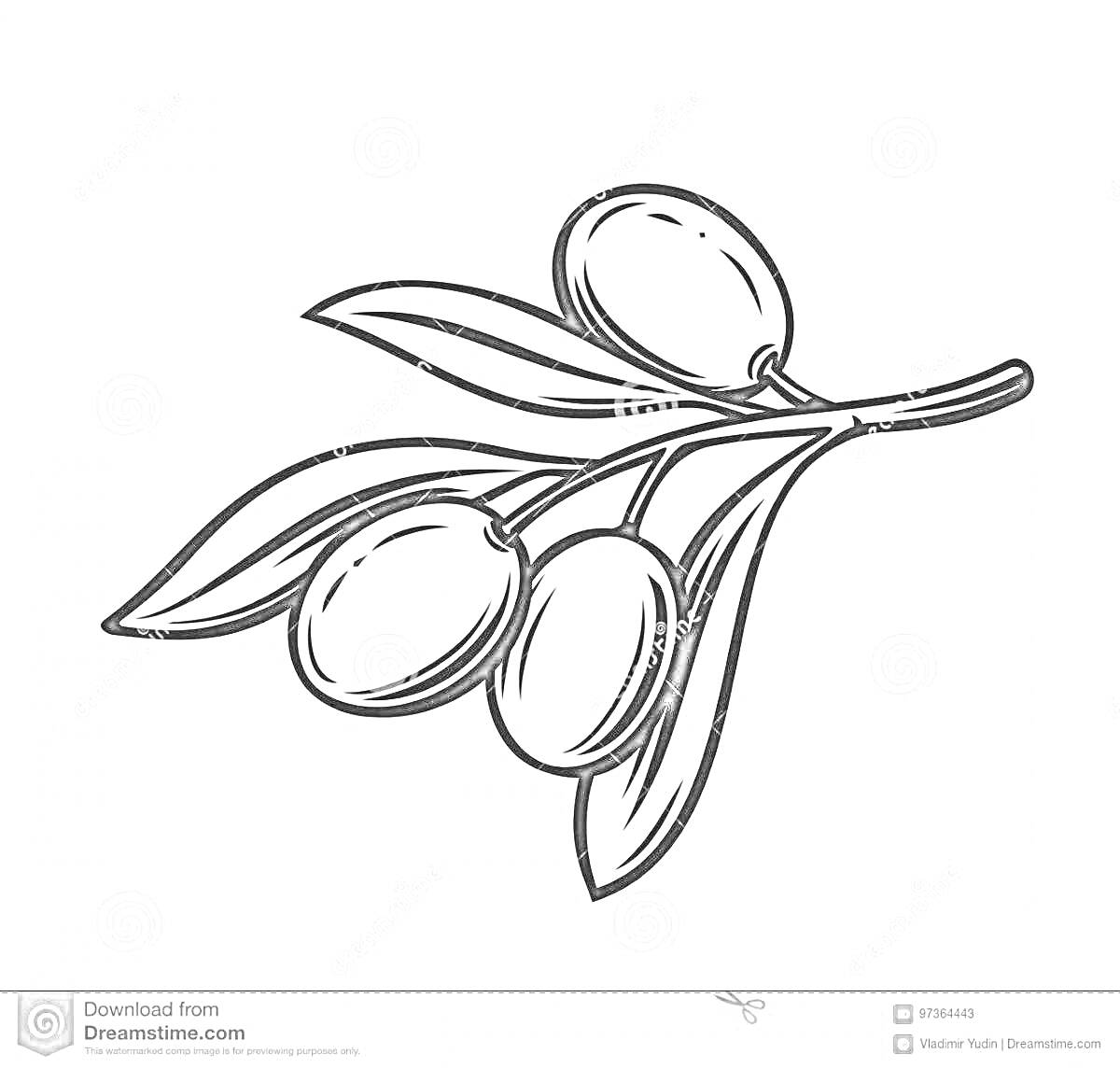 На раскраске изображено: Оливки, Листья, Растения