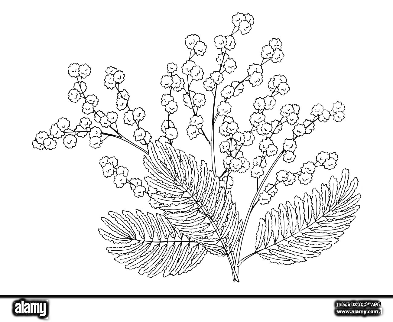Раскраска Рисунок мимозы с пушистыми веточками и листьями для раскраски