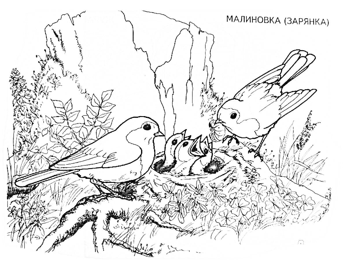 Раскраска Малиновка (зарянка), две взрослые птицы, трое птенцов в гнезде, кусты, скала, дерево