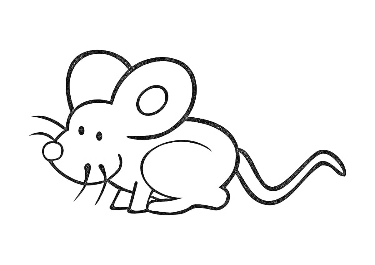 Раскраска мышь с большими ушами, длинным хвостом и усами