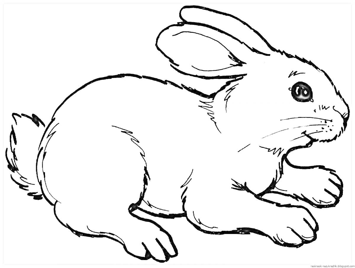 На раскраске изображено: Кролик, Животные, Уши, Лапы, Мех
