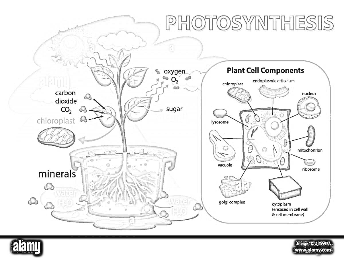 Фотосинтез: солнце, облака, растение в горшке, вода, минералы, углекислый газ, кислород, сахар, хлоропласты, корни, схема компонентов клетки растения с обозначением рибосомы, аппарата Гольджи, хлоропласта, эндоплазматической сети, ядра, клеточной мембраны