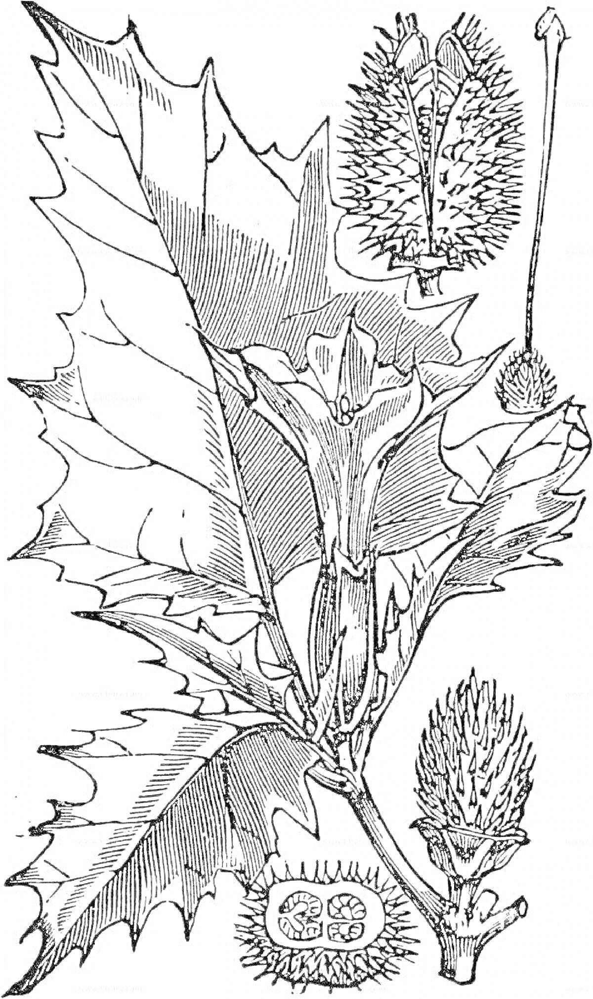Раскраска Изображение растения дурман с крупным листом, цветком в центре, колючей коробочкой семян и разрезом плода