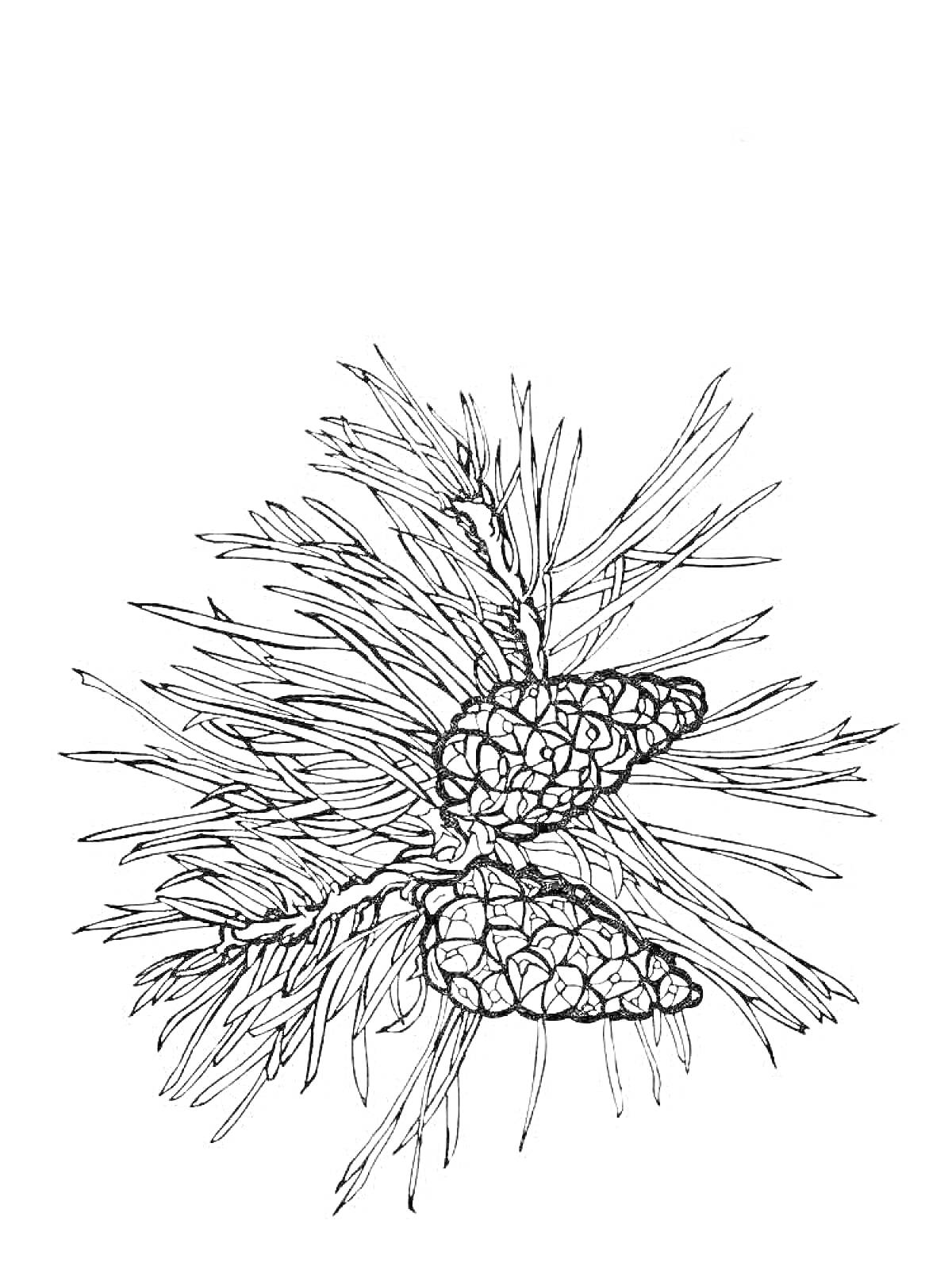 Раскраска Ветвь сосны с шишками