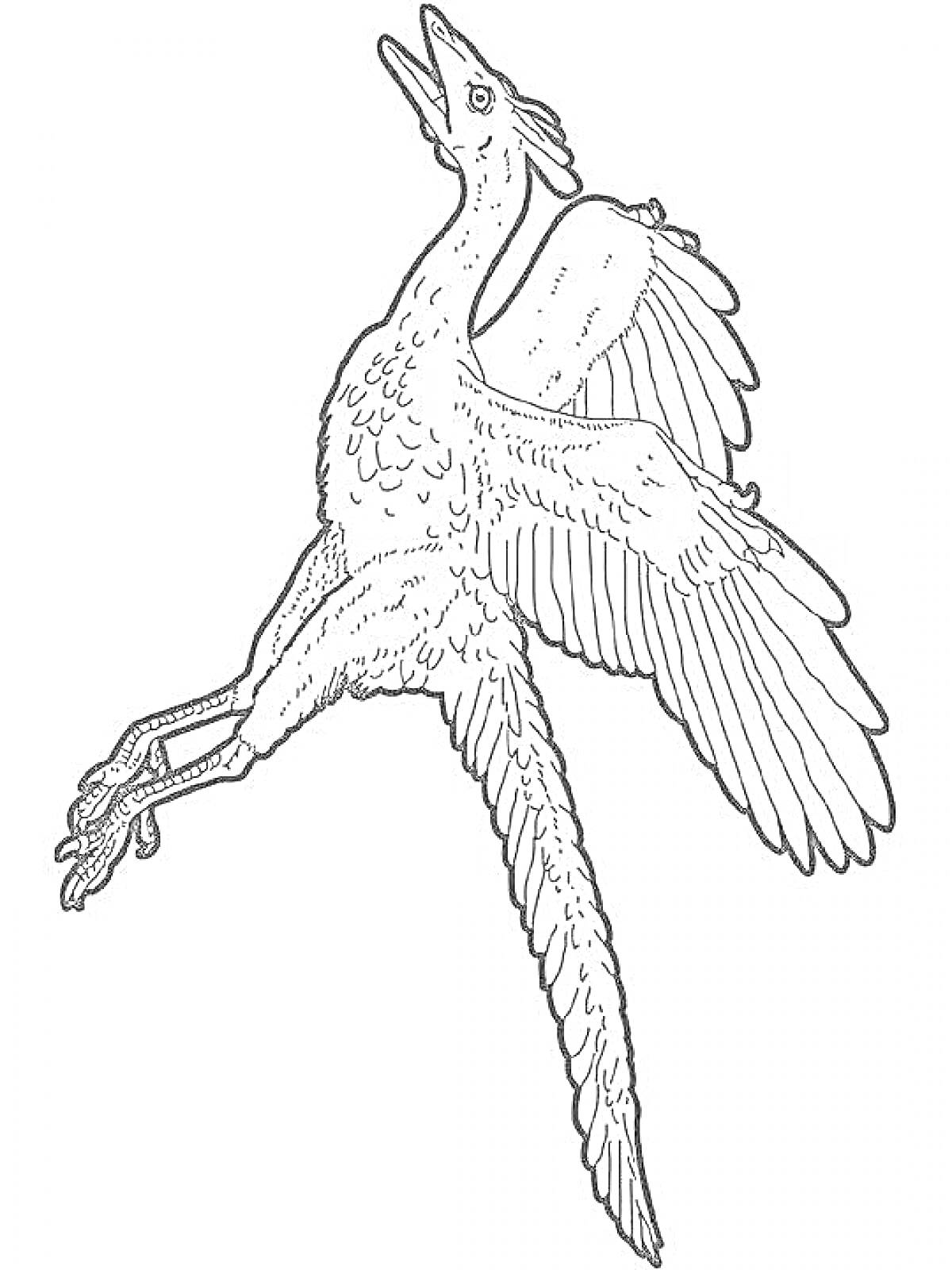 На раскраске изображено: Археоптерикс, Динозавр, Птица, Крылья, Перья, Полет, Доисторические животные