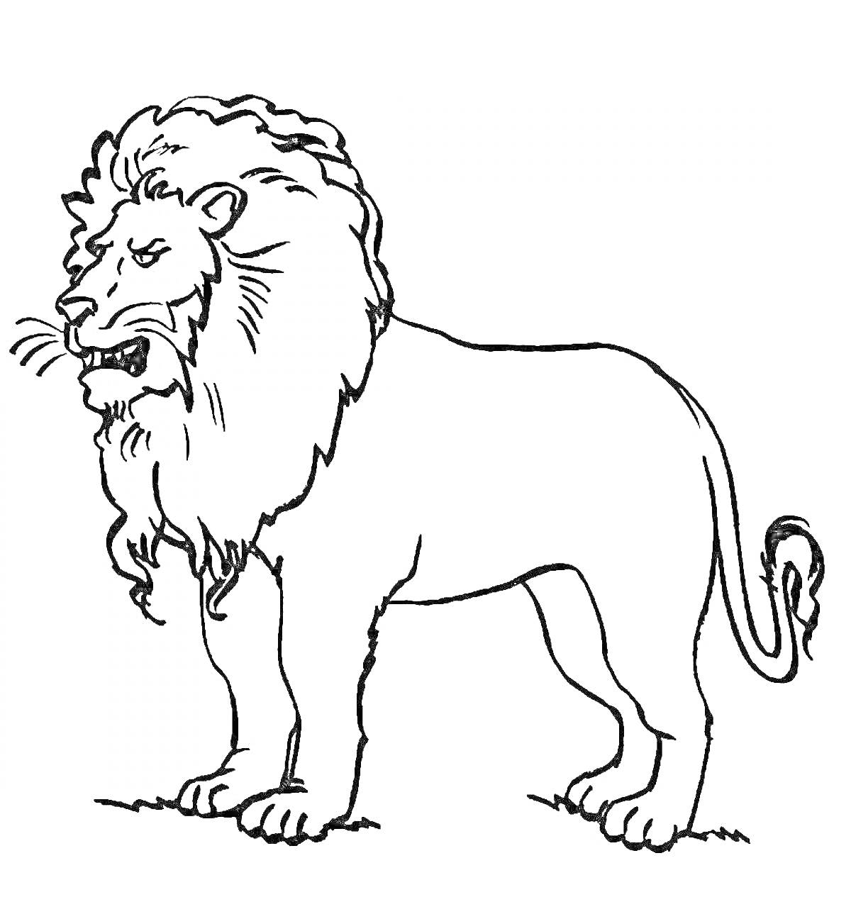 Раскраска Раскраска с изображением льва, стоящего на земле, с пышной гривой и поднятыми ушами