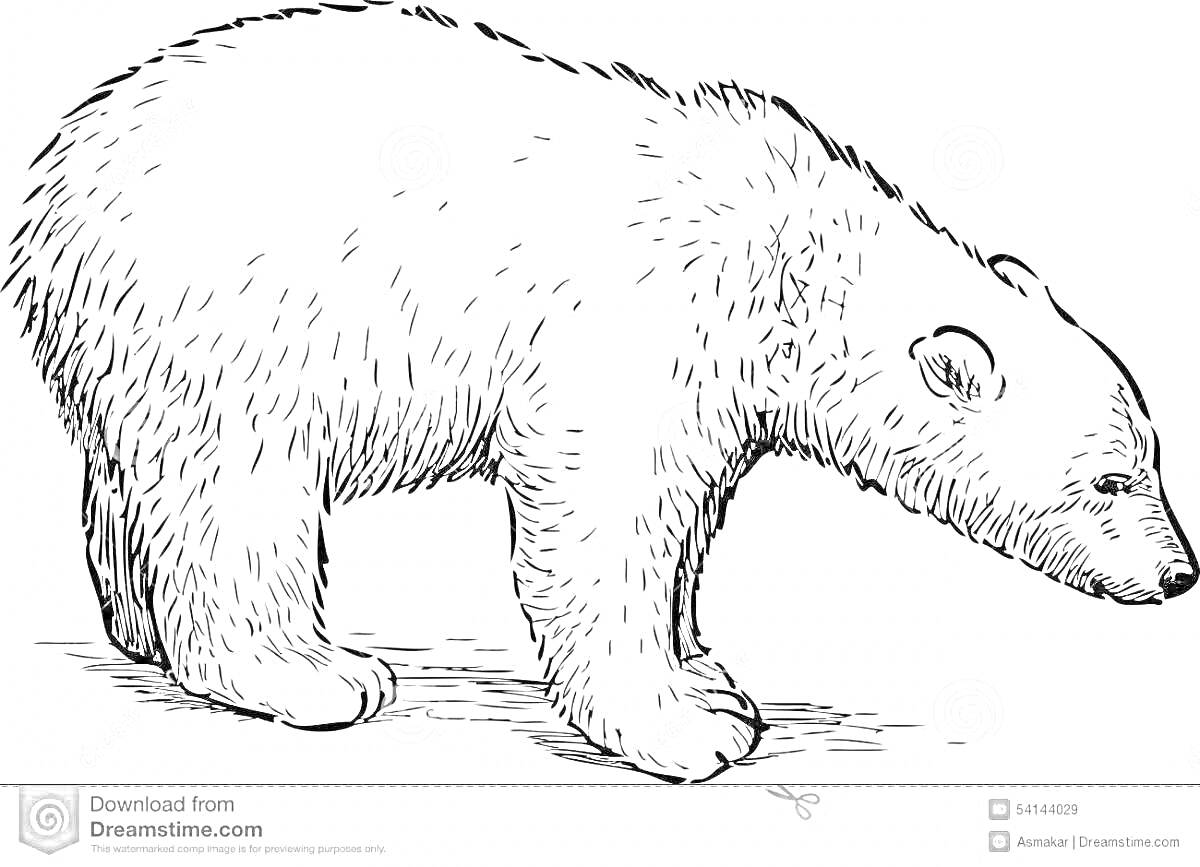 На раскраске изображено: Белый медведь, Медведь, Арктика, Стоящий медведь, Природа, Земля, Контурные рисунки