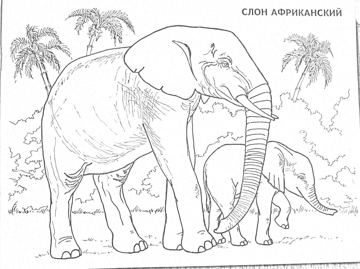На раскраске изображено: Слон, Африканский слон, Детеныш слона, Деревья, Пальмы, Природа, Джунгли, Первый класс