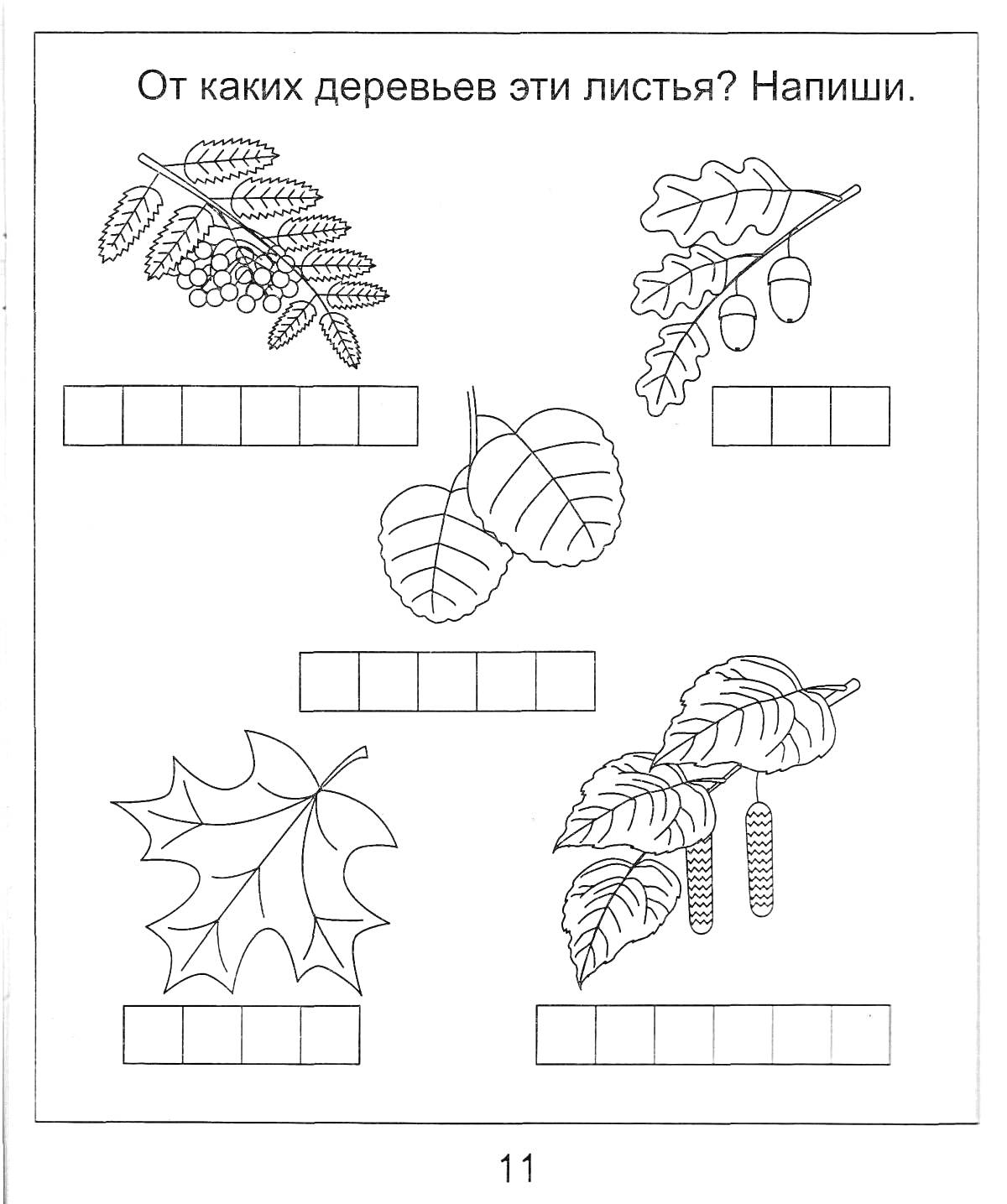 На раскраске изображено: Окружающий мир, 1 класс, Листья, Деревья, Рябина, Дуб, Липа, Клен, Береза