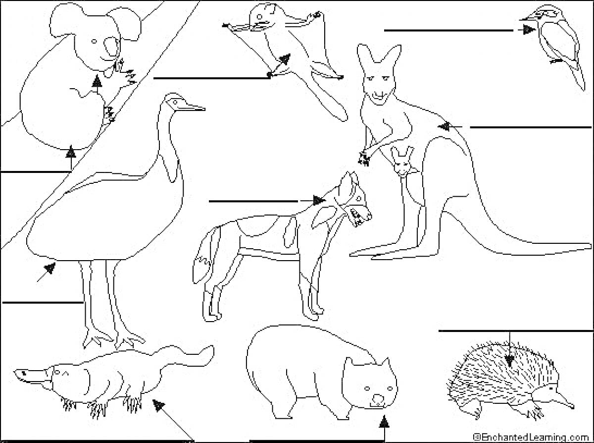 Коала, Летучая лисица, Кенгуру, Попугай, Эму, Динго, Крокодил, Вомбат, Ехидна