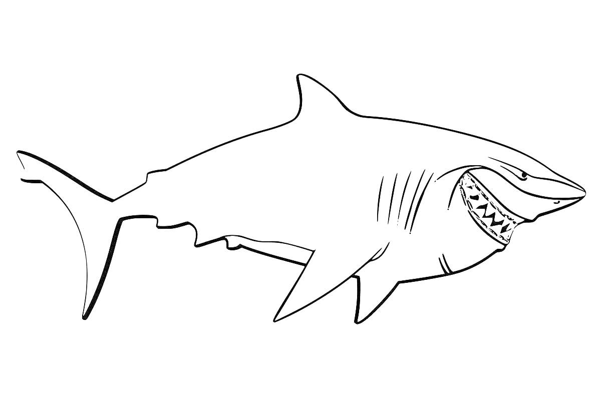 Раскраска Акула с открытой пастью