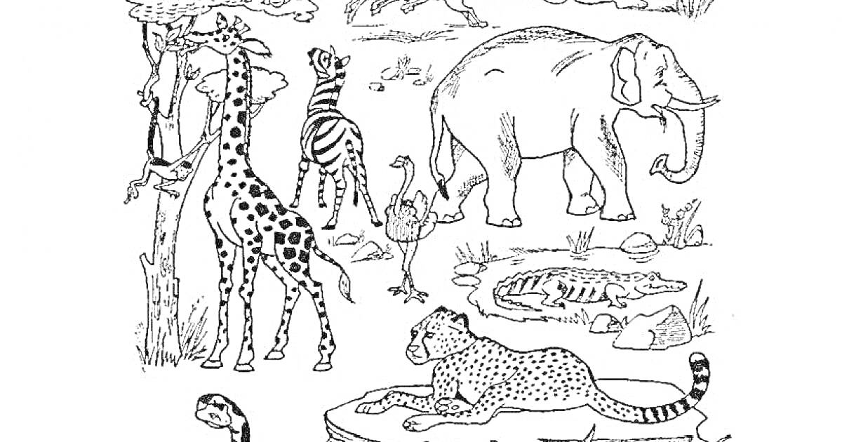 На раскраске изображено: Животные, Жаркие страны, Слон, Страус, Крокодил, Ягуар, Природа