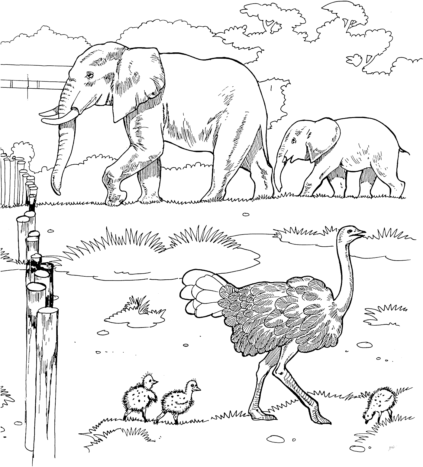 На раскраске изображено: Страус, Слон, Зоопарк, Природа, Для детей, Животные, Птенец