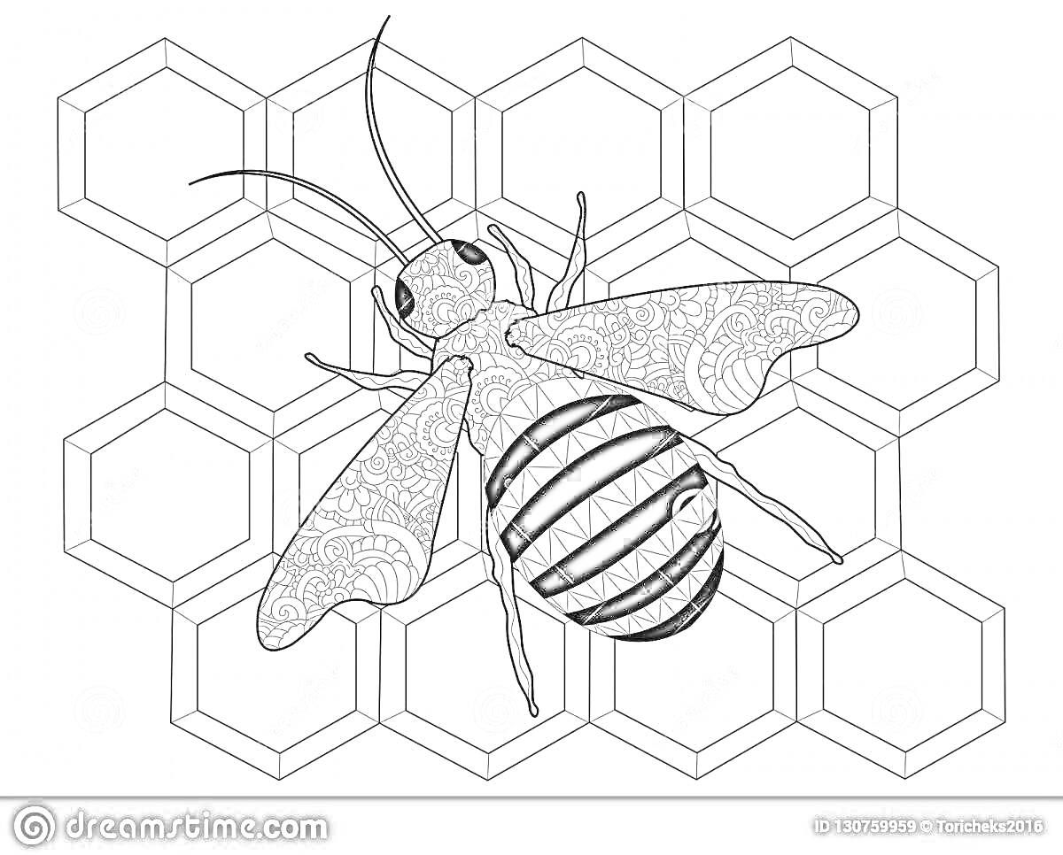 Раскраска Пчела с узорчатыми крыльями на фоне сот
