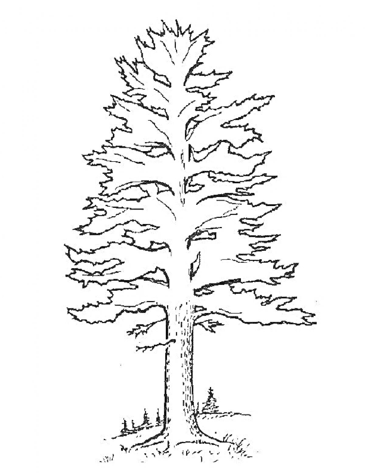 Раскраска Сосна с молодой травой и маленькими елочками у основания