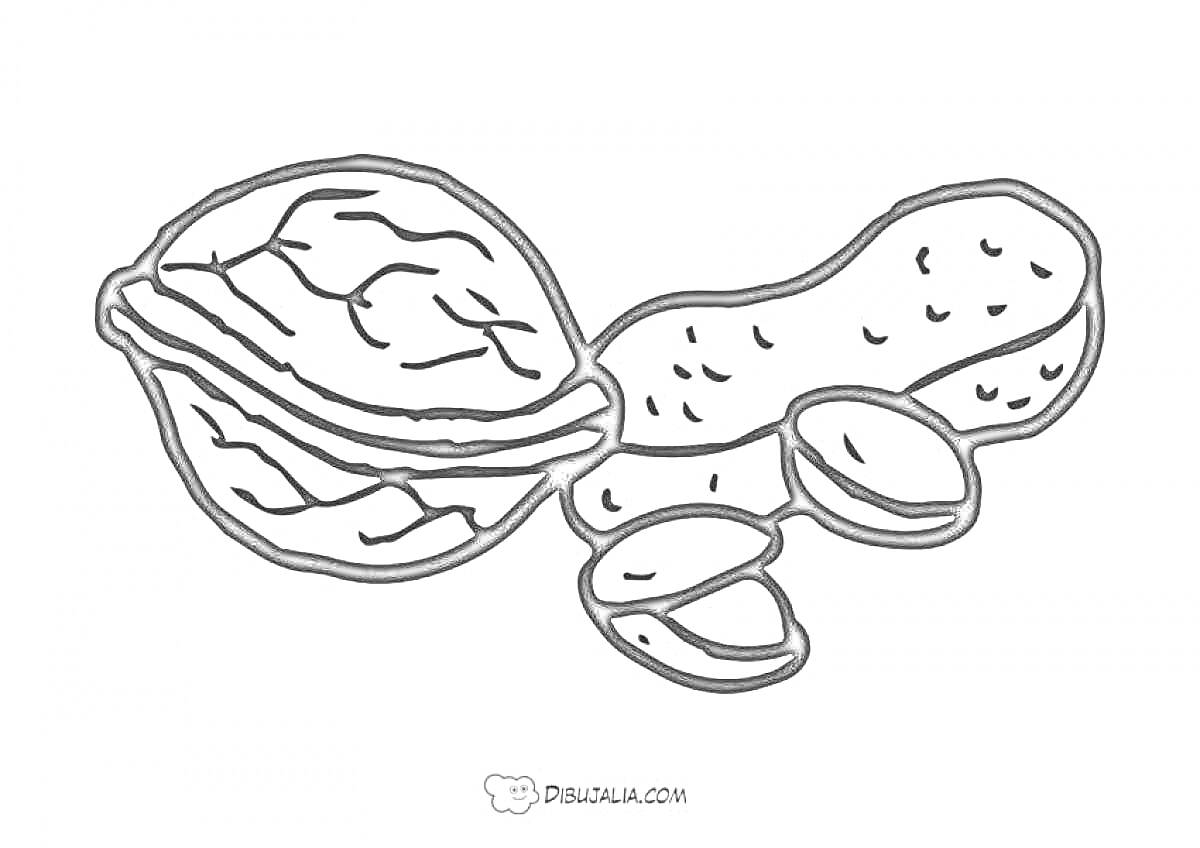 Раскраска Грецкий орех и арахис с очищенными орехами