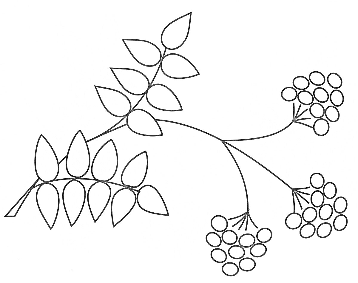 На раскраске изображено: Ветка рябины, Рябина, Листья, Ягоды, Природа, Растения, Контурное изображение