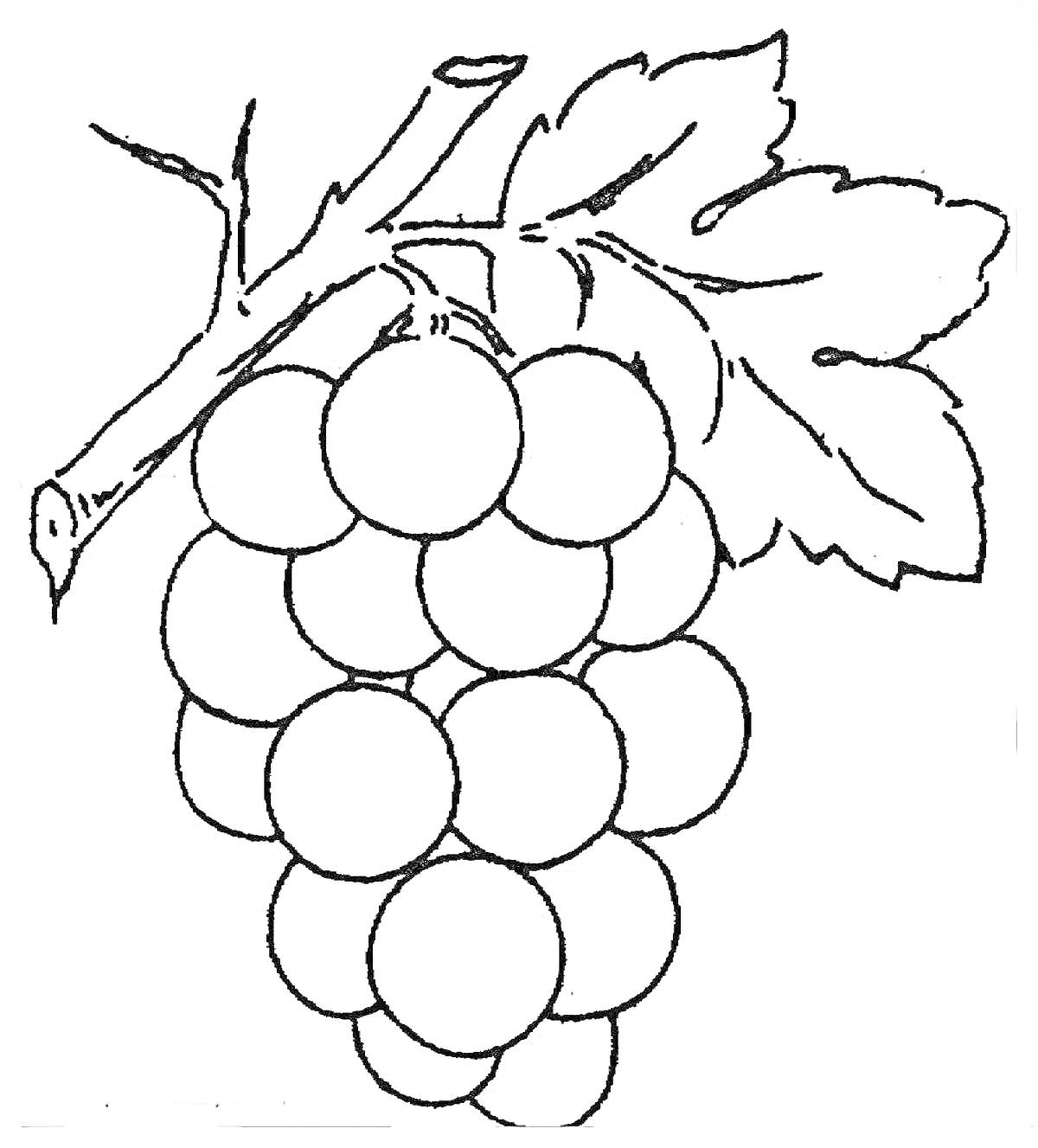 На раскраске изображено: Виноград, Гроздь, Листья, Ягоды, Ветка, Для детей