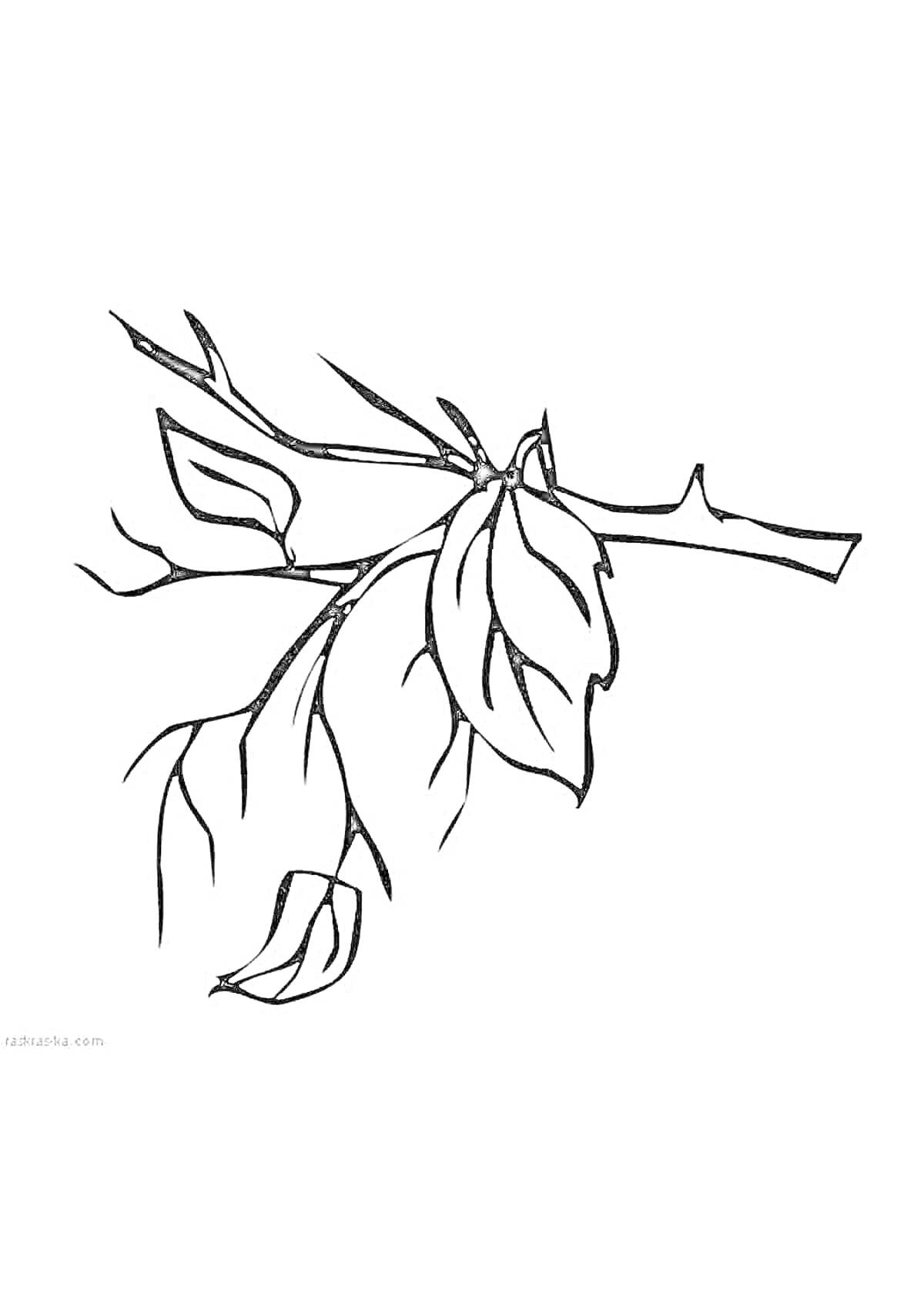 Раскраска Ветка с листьями