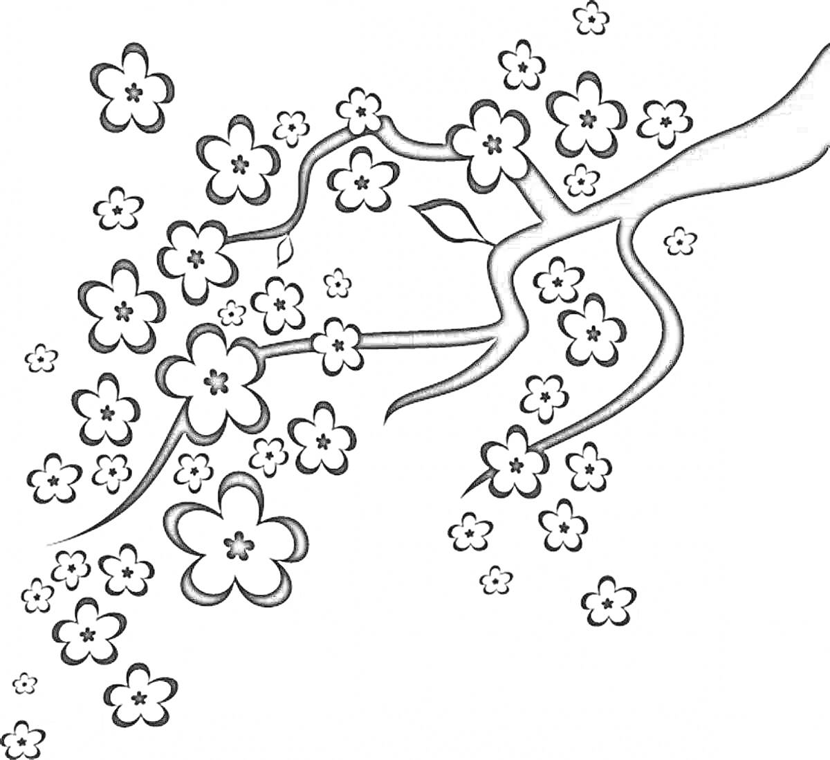 На раскраске изображено: Ветка, Сакура, Цветы, Природа, Для детей, Цветение