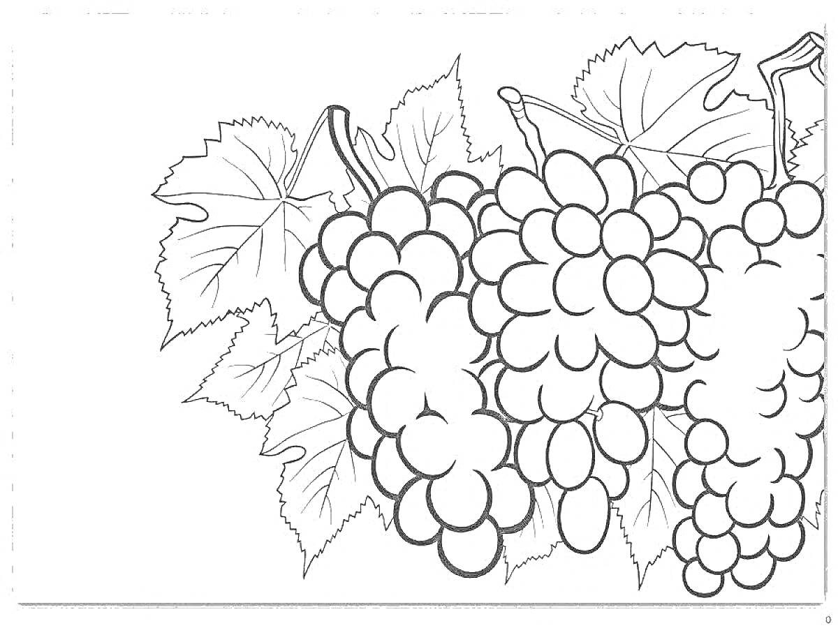 На раскраске изображено: Виноград, Гроздь, Листья, Ягоды, Природа