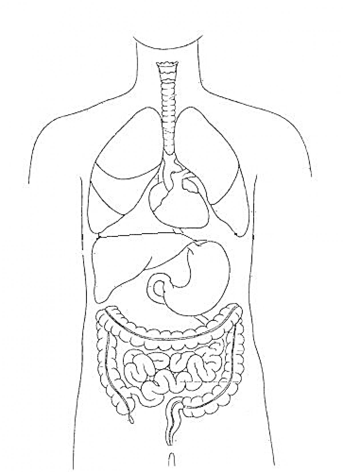 Раскраска Внутренние органы человека: легкие, сердце, трахея, печень, желудок, толстый и тонкий кишечник