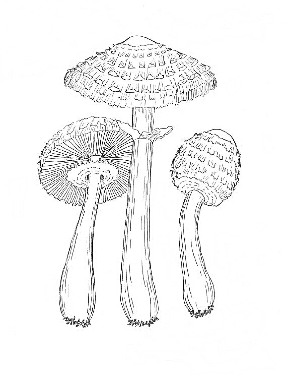 Раскраска Три ядовитых гриба с чешуйчатыми шляпками и длинными стеблями
