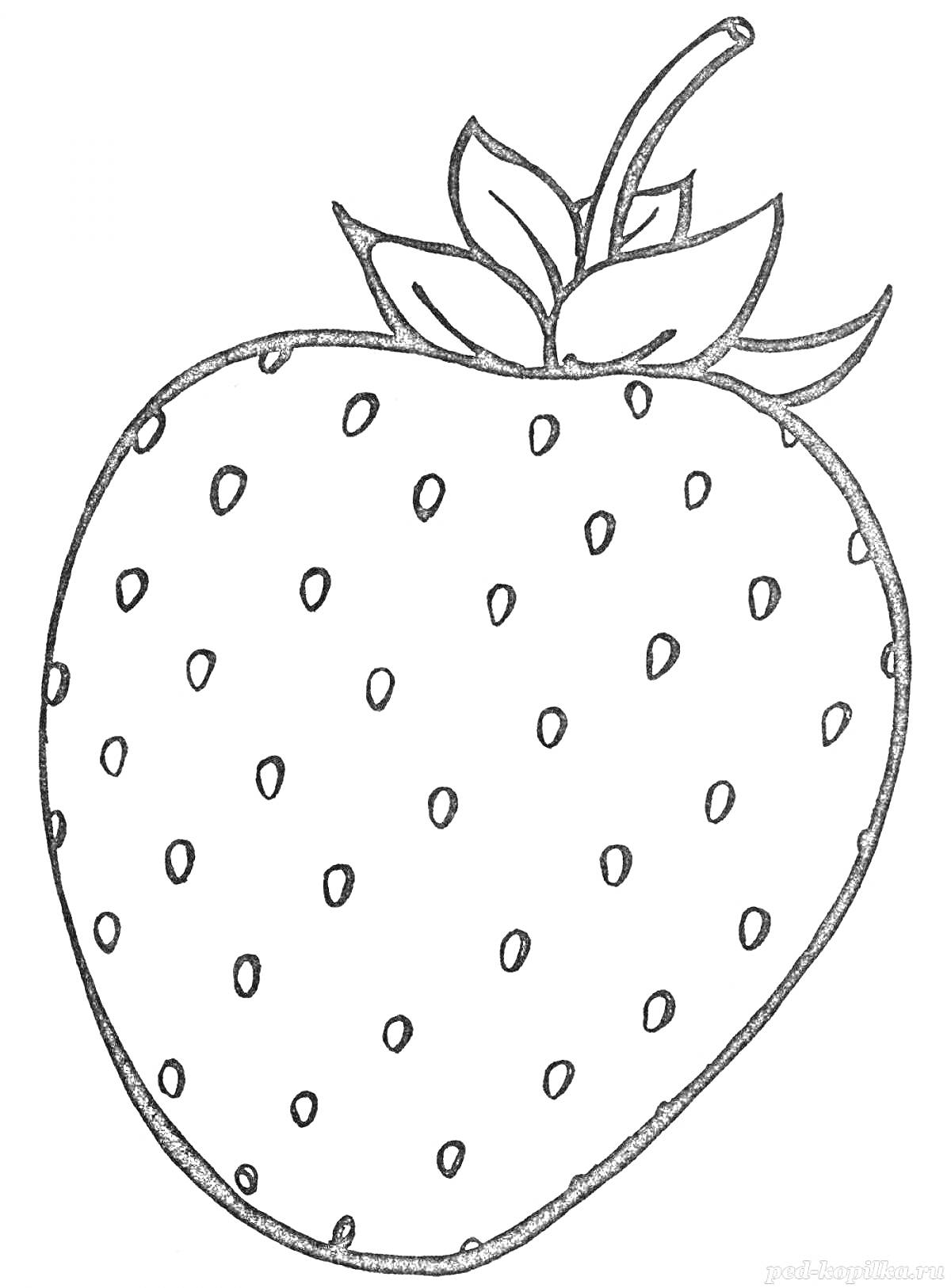 Раскраска Клубника с листиками, семенами и ножкой