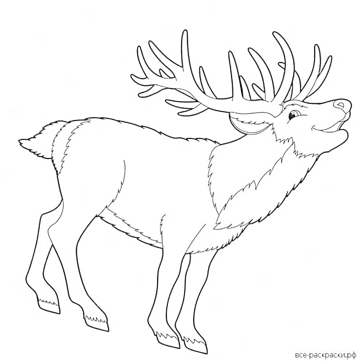На раскраске изображено: Северный олень, Животные, Рога, Мех, Копыта