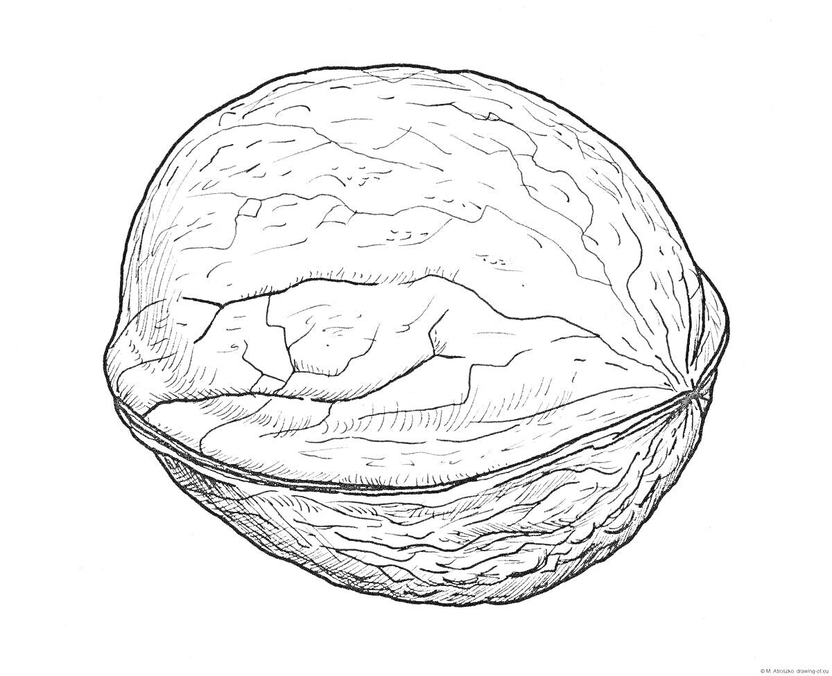 Раскраска Чёрно-белая раскраска изображения грецкого ореха в скорлупе