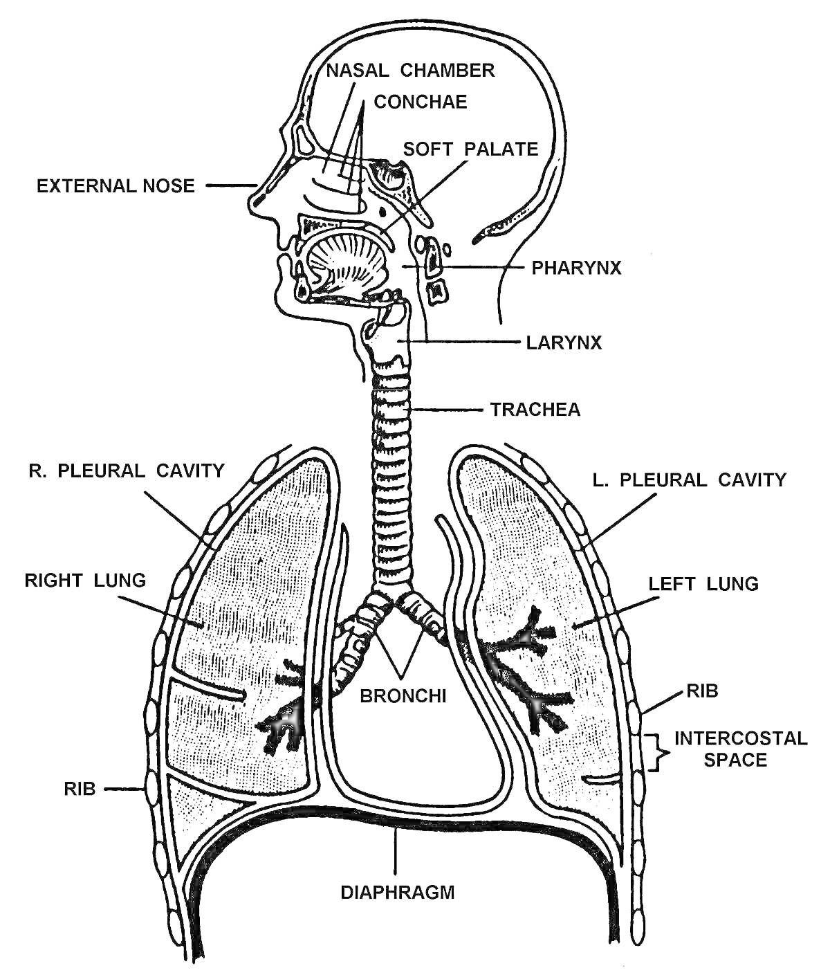 На раскраске изображено: Дыхательная система, Глотка, Трахея, Легкое, Рёбра