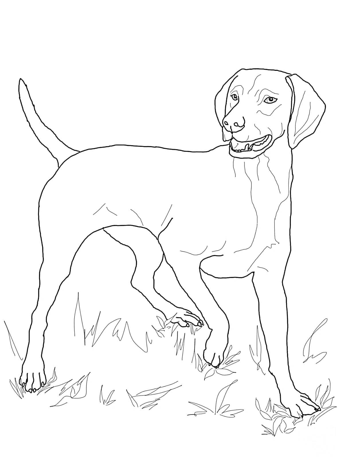 На раскраске изображено: Трава, Собака, Контурные рисунки