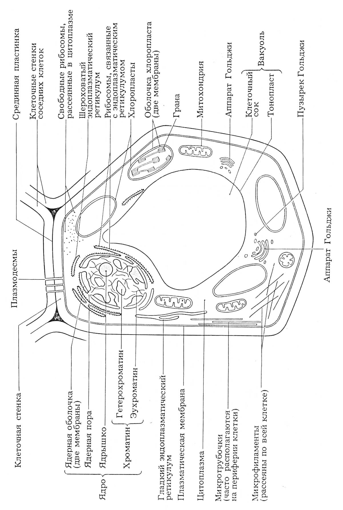 Растительная клетка: ядро, хлоропласт, эндоплазматическая ретикулум (э.п.с), рибосомы, пластиды, микротрубочки, лизосомы, центриоль, комплекс Гольджи, мембрана, клеточная стенка, цитоплазматический мостик, амилопласт, кристалоносцы, крахмальная включение,