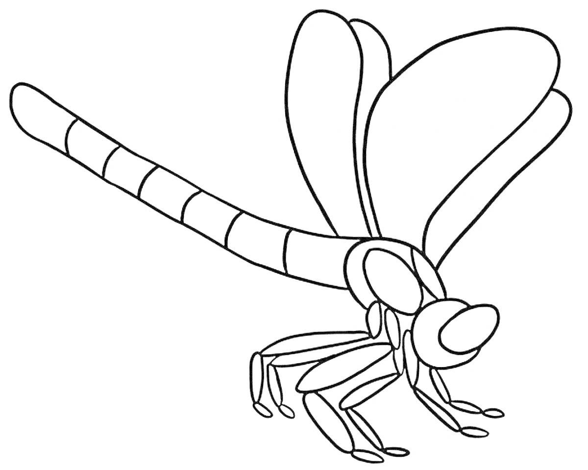 Раскраска Стрекоза с расправленными крыльями и полосатым хвостом