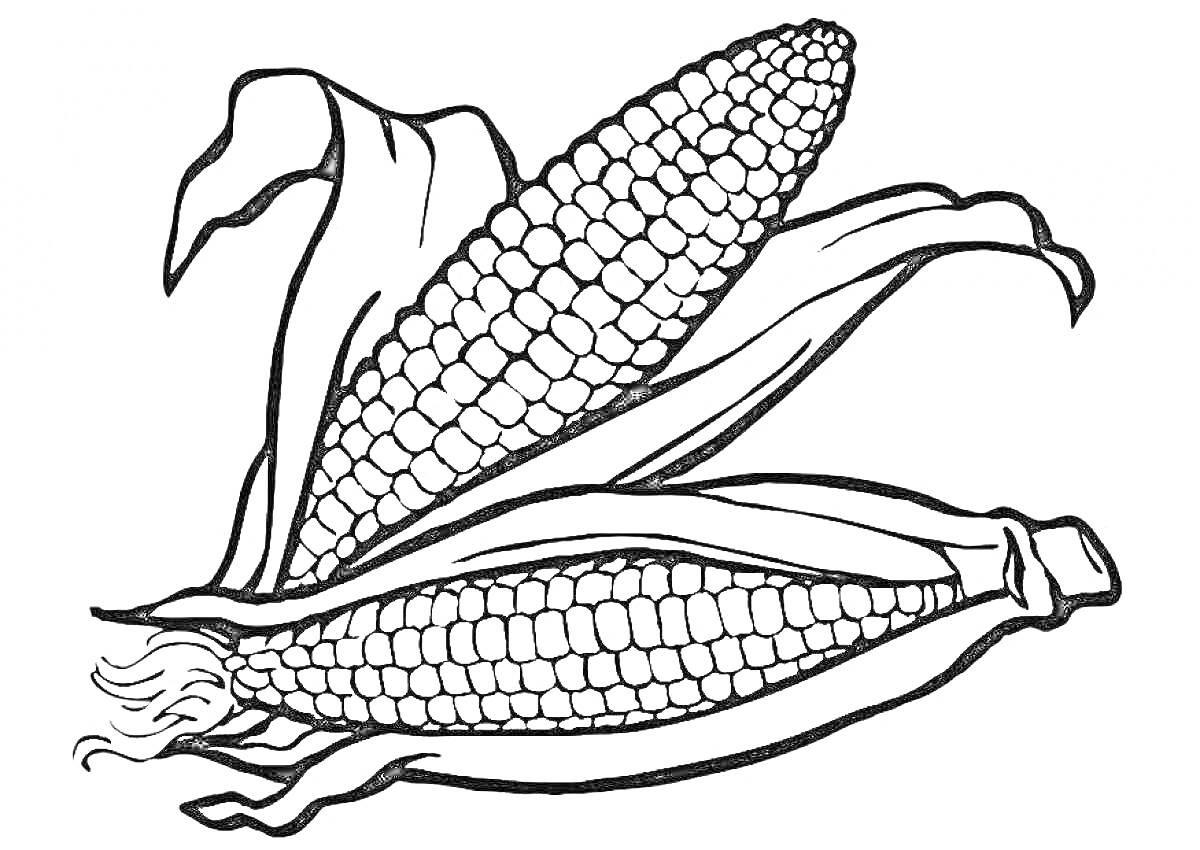 На раскраске изображено: Кукуруза, Овощи, Початок, Листья, Еда, Сельское хозяйство, Урожай, Природа, Растения